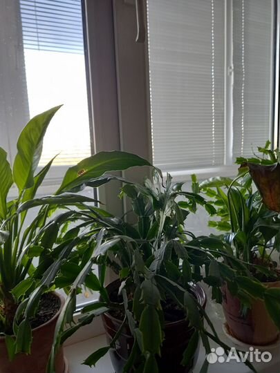 Комнатные растения