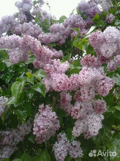 Выборг Саженцы Персидской, Венгерской, обыкновенно
