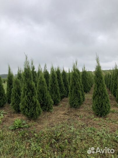 Саженцы туи западной