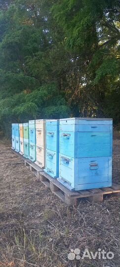 Улей с пчелами