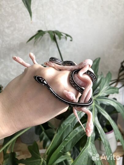 Маисовый полоз