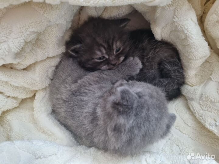 Шотландские котята