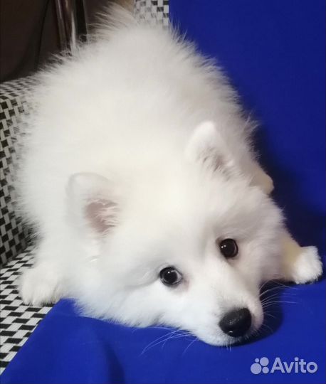 Японский шпиц. Щенки