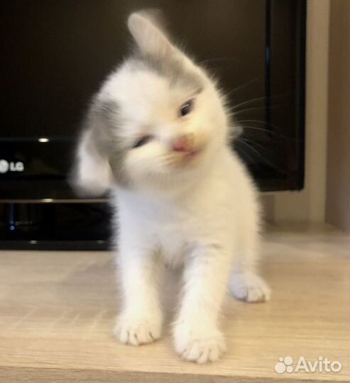 Кошечка в добрые руки