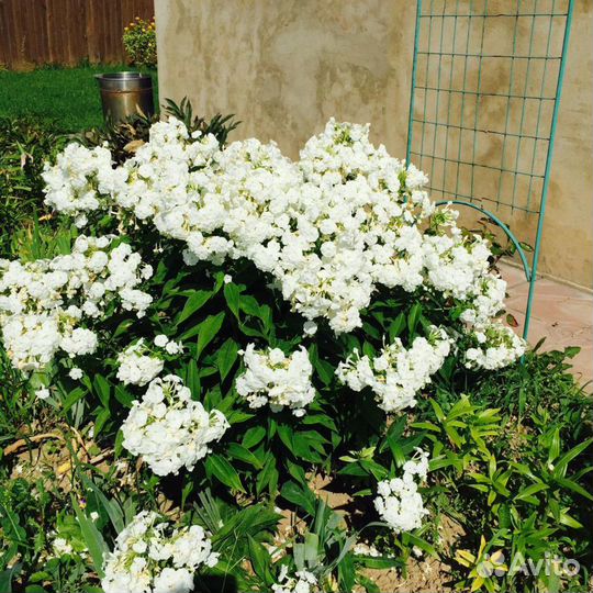 Флокс белый, махровый