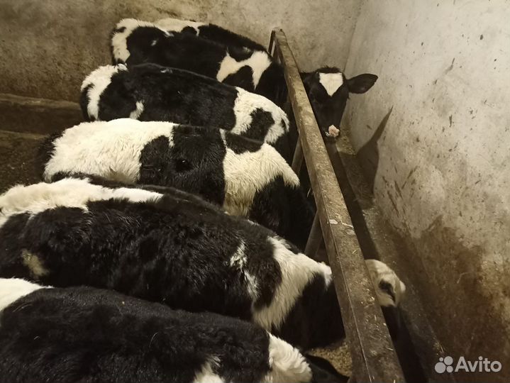 Продаются бычки и телята
