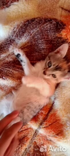 Котята в добрые руки бесплатно