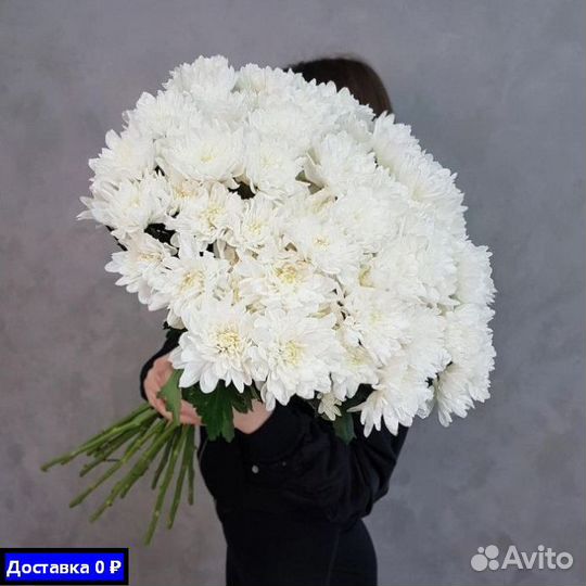 Хризантемы для фотосессий