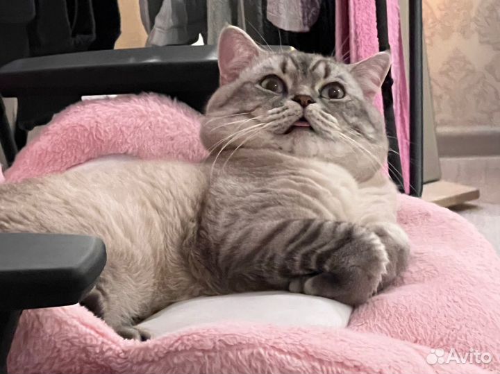 Британец на вязку