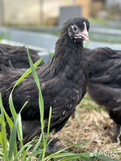 Цыплята, молодняк-маран, павловские зол.,голошейки