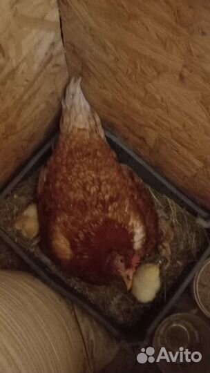 Куры- наседки