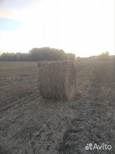 Гороховая солома