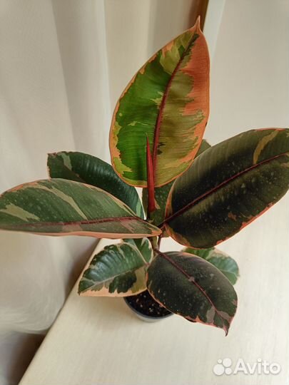 Фикус эластика Белиз