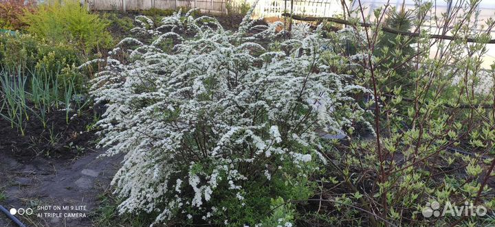 Спирея серая Грефшейм