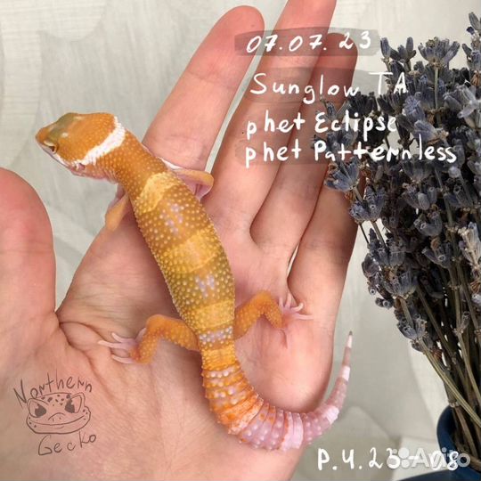 Малыши эублефара