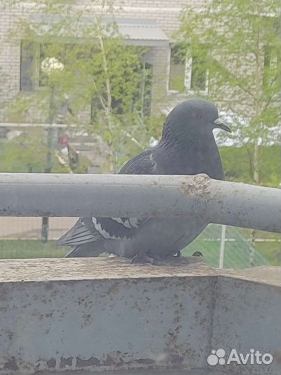 Инкубационное яйцо голубя