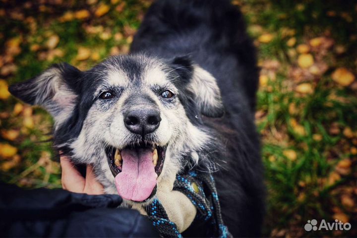 Собака в добрые руки