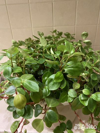 Пеперомия головатая Глабелла