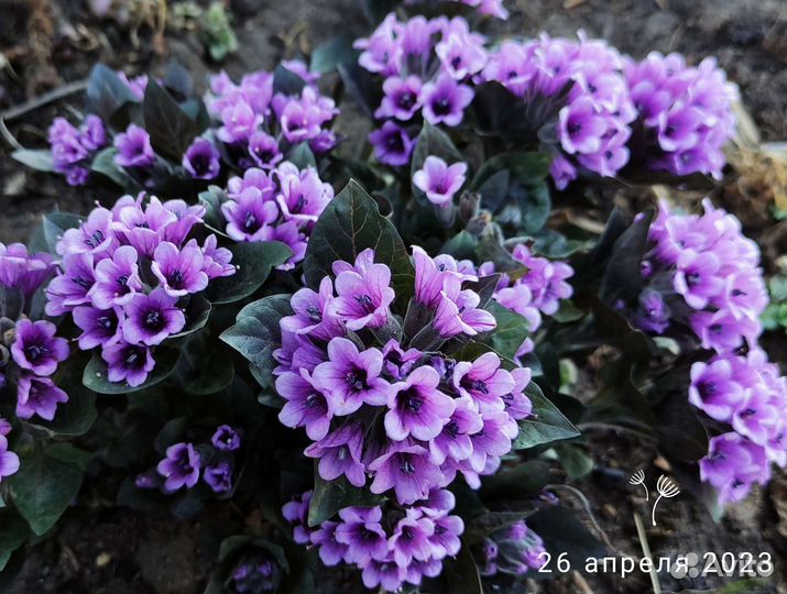 Многолетники для сада