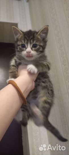 Кошка в дар бесплатно