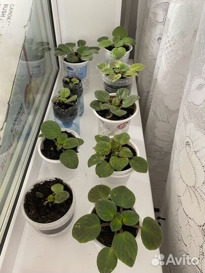 Фиалка цветущая в горшке - лот 5 штук