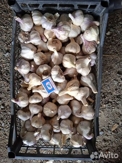Чеснок домашний