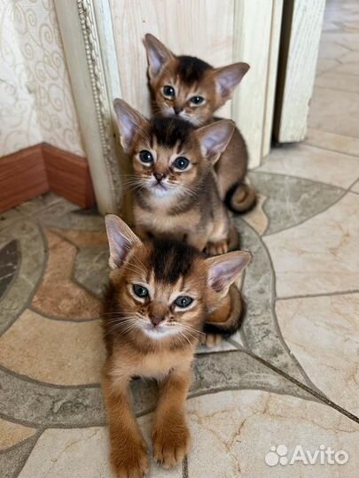 Абиссинские котята