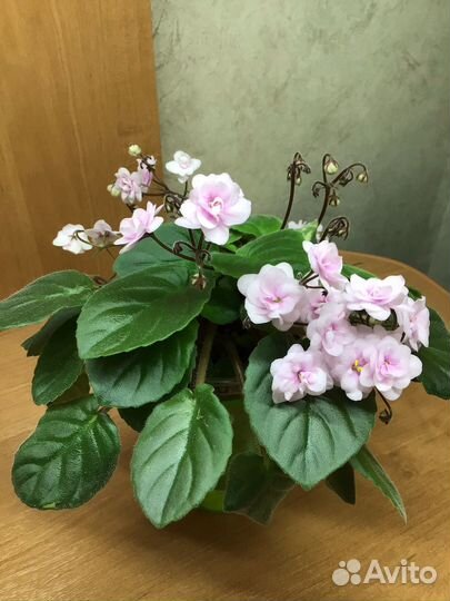 Фиалки сортовые