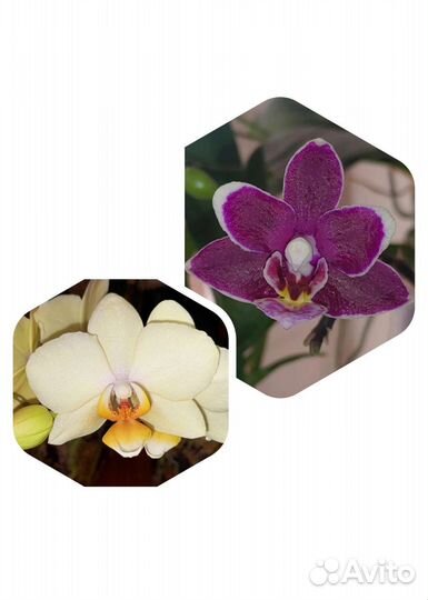 Орхидея фаленопсис