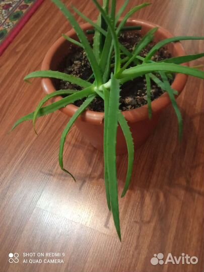 Домашние растения