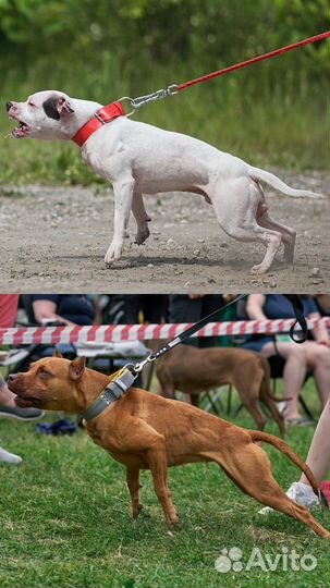 Щенки Питбуля - бронь