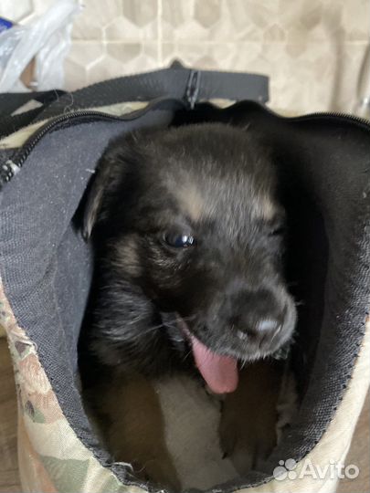 Щенок в добрые руки бесплатно