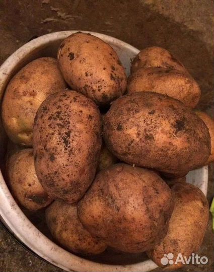 Продам картофель