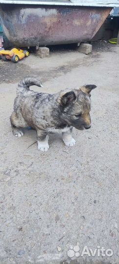 Сибирский хаски щенок