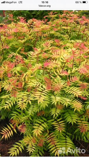 Спирея рябинолистная «сэм»