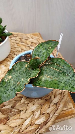 Суккуленты