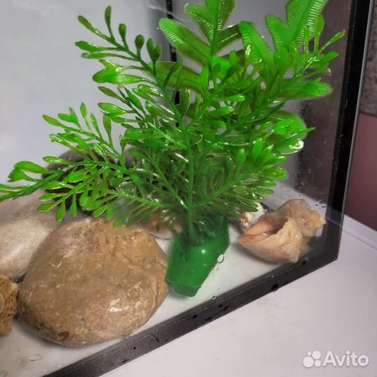 Аквариумы с ракушками, камнями, растениями