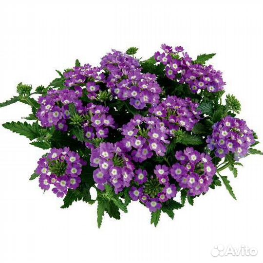 Вербена цветет до поздней осени