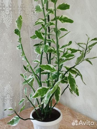 Педилантус