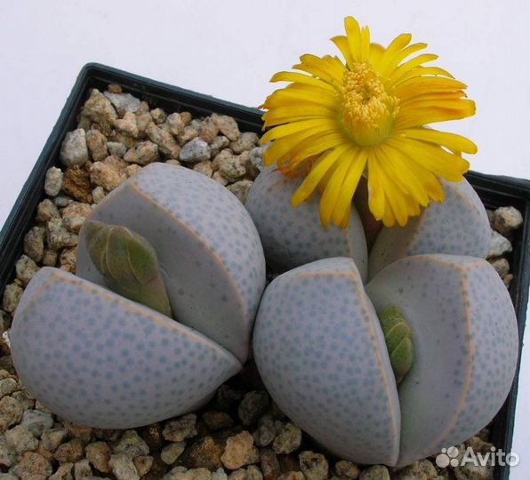 Суккулент динтерантус wilmotianus семена 5 шт