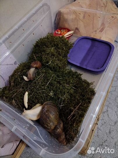 Улитки Ахатины