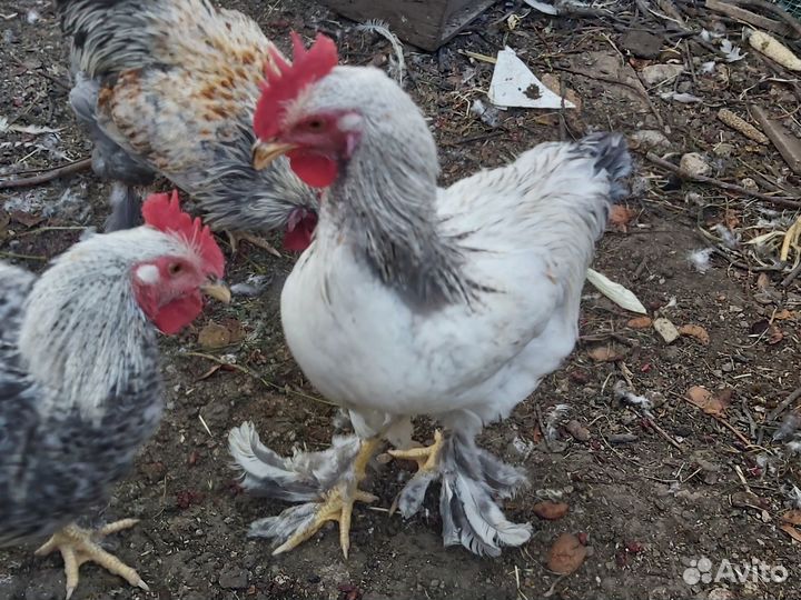 Петухи в продаже