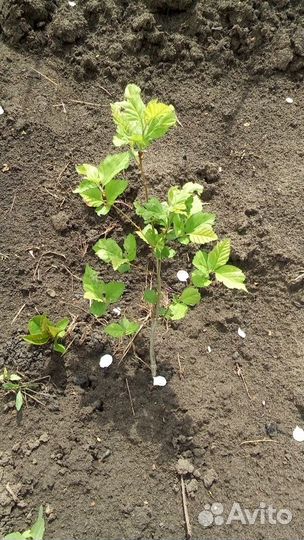 Саженцы боярышника