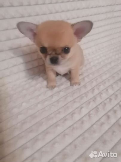 Маленькая собака чихуахуа