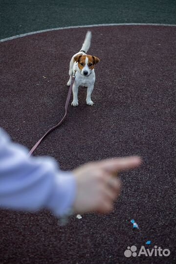 Модель Джек рассел девочка