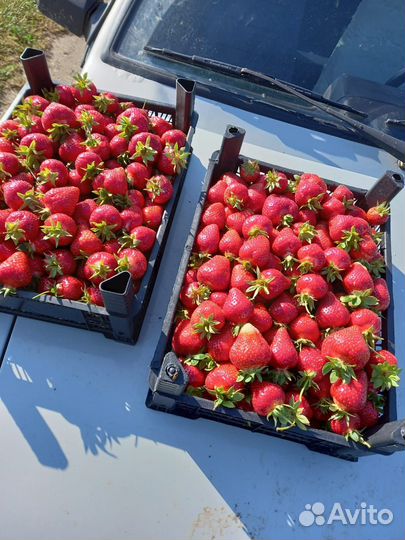 Рассада клубники