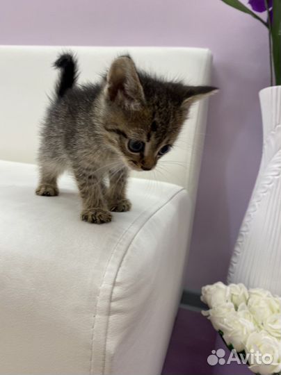 Котята в добрые руки бесплатно