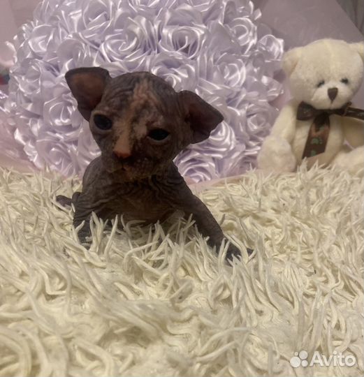 Малыши сфинкс,эльф,бамбино,двельф