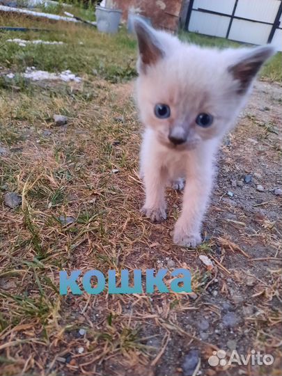 Котята в добрые руки приучены к лотку