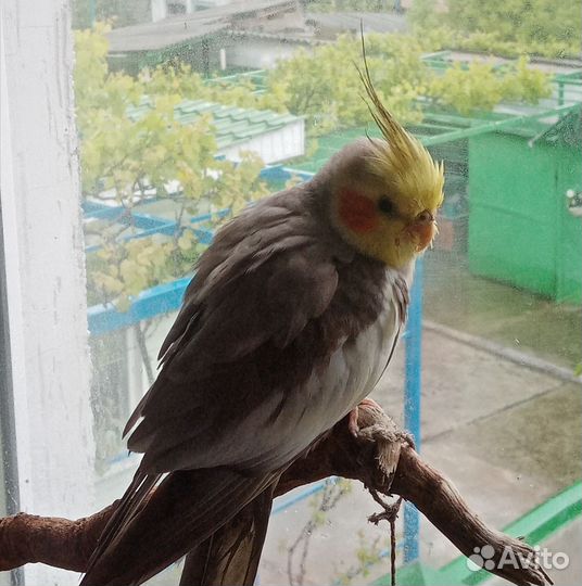 Попугай корелла мальчик